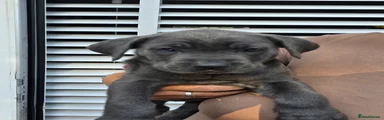 Cane Corso 9