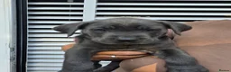 Cane Corso dogs for sale: Cane Corso puppies - Advert 17