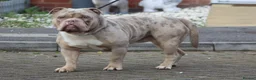 Olde English Bulldogge dogs for stud: Olde English bulldog stud  - Advert 7
