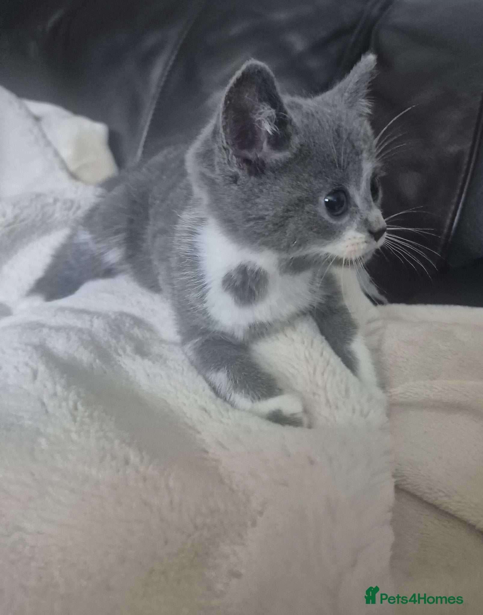 Mixed Breed cats for sale: Four gorgeous grey kittens - Advert 4