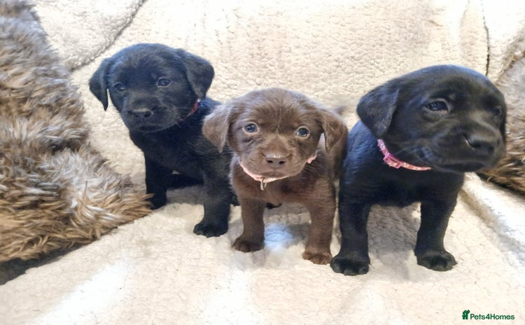 Labrador Retriever dogs - Advert 5