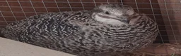 Quail poultry for sale: Corturnix quail fertile eggs - Advert 31
