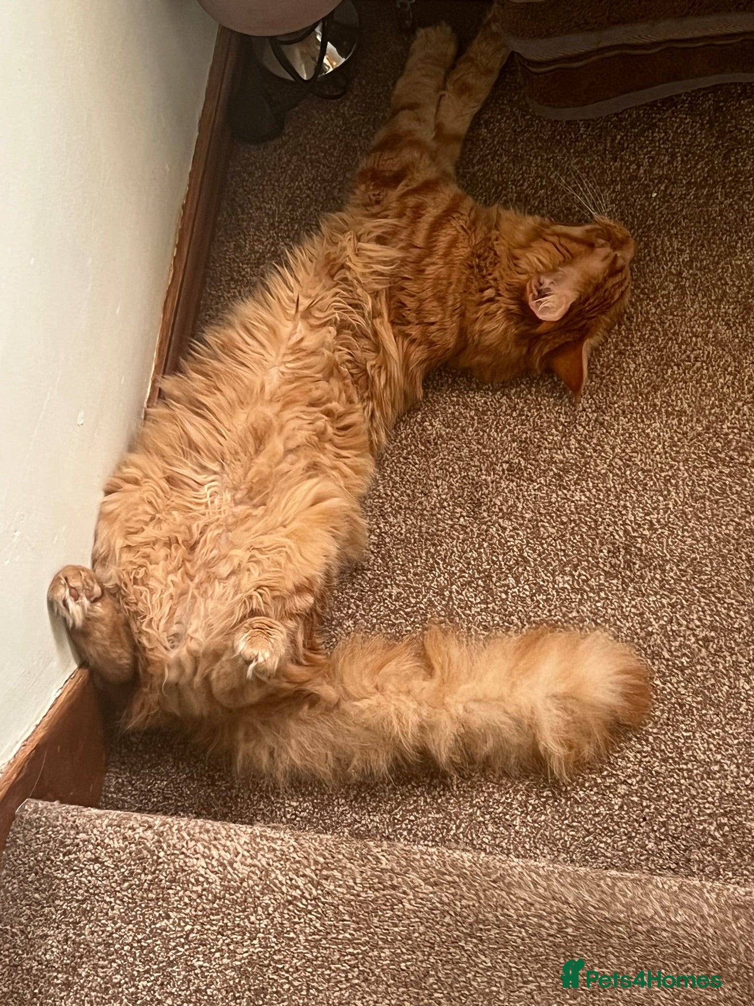 Maine Coon cats Ginger 3/4 Maine Coon and Khao Manee - Theodore  - Advert 1