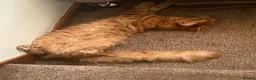 Maine Coon cats for sale: Ginger 3/4 Maine Coon and Khao Manee - Theodore  - Advert 1