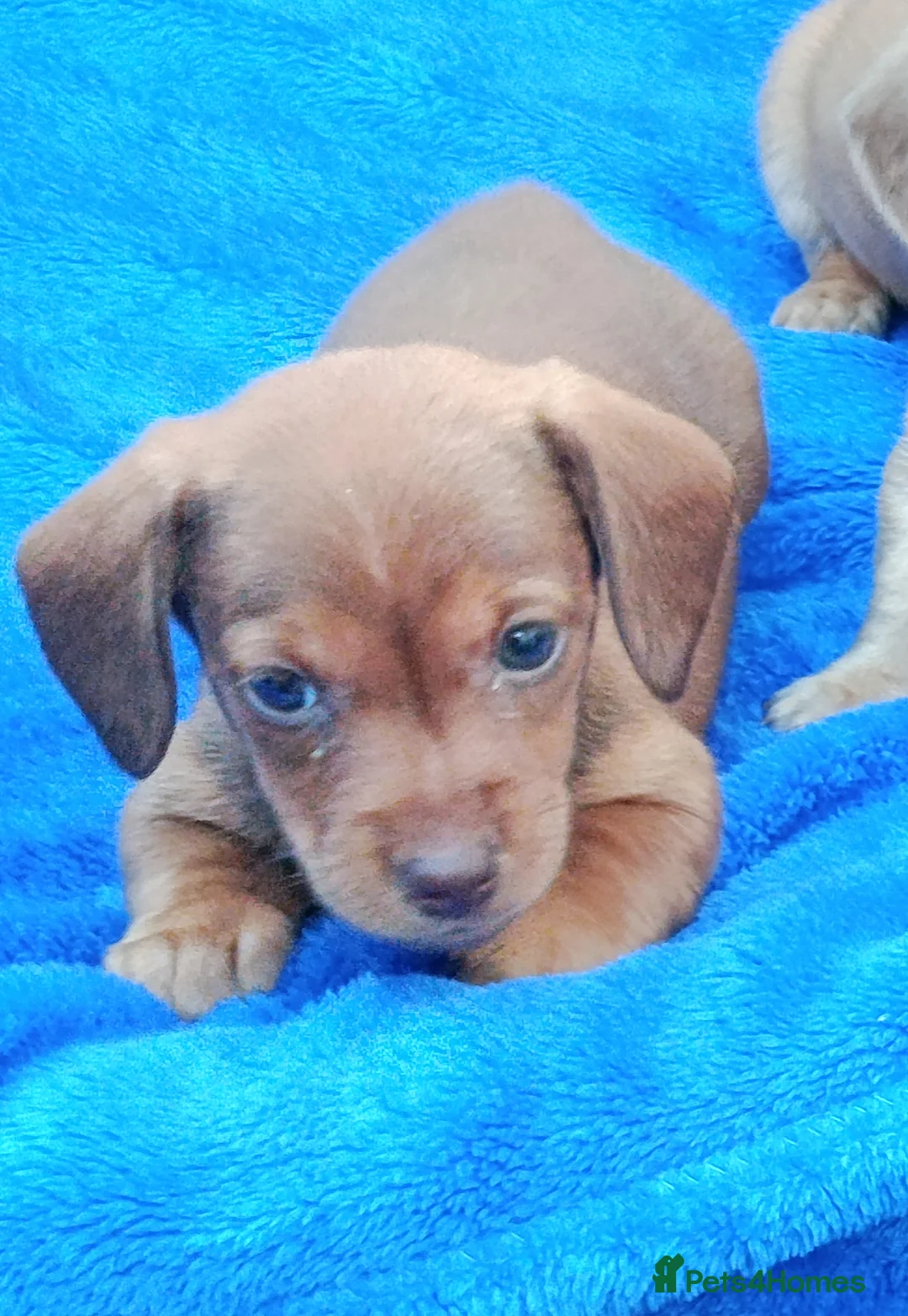 Miniature Dachshund dogs for sale: STUNNING CREAM LITTER KC REG PRA CLEAR - Advert 3
