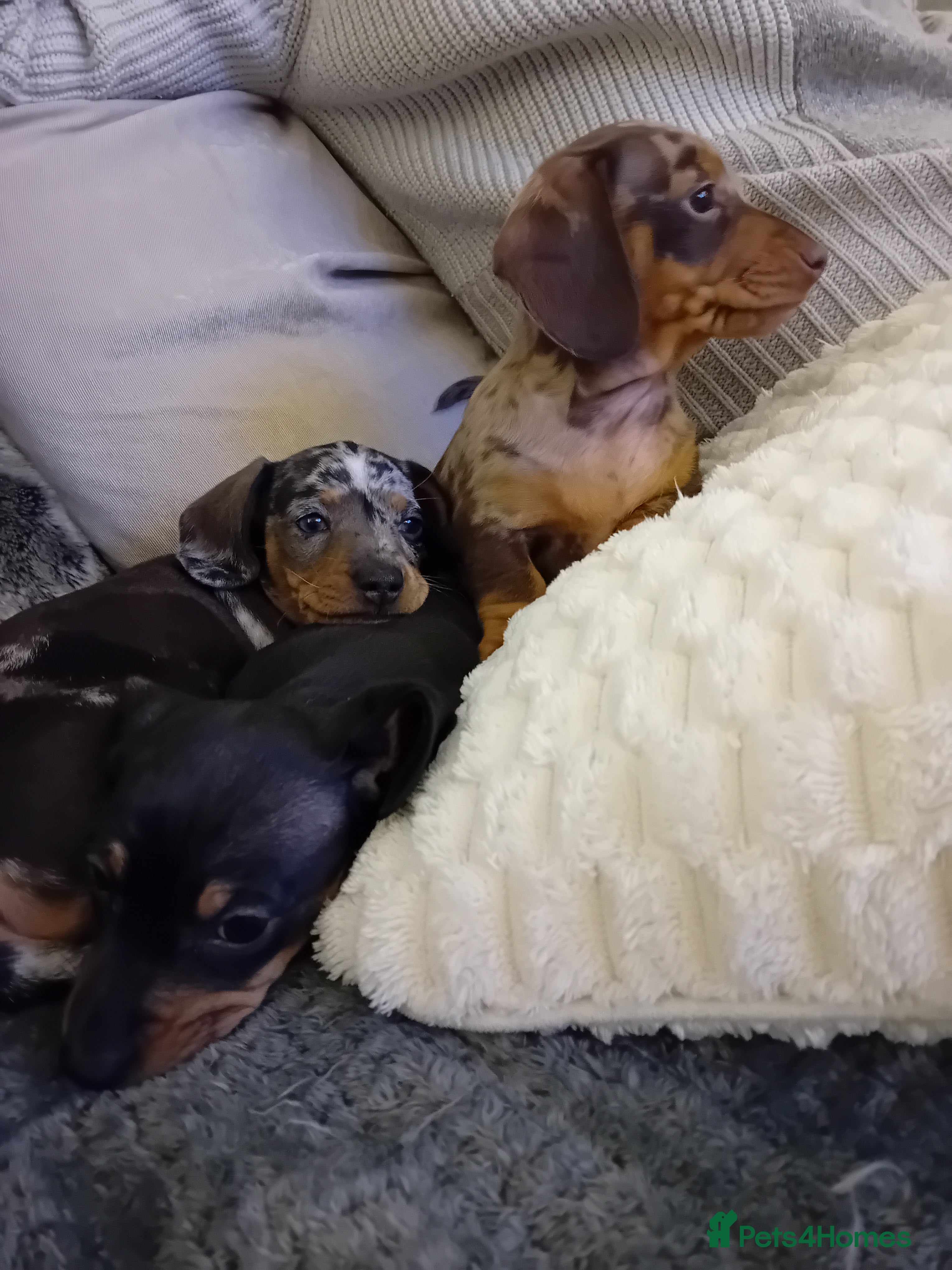 Dachshund dogs 3 beautiful small dachshund puppies  - Advert 16