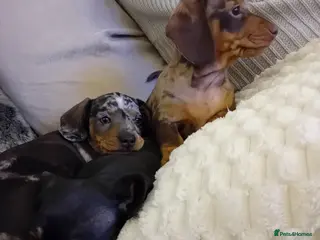 Dachshund dogs 3 beautiful small dachshund puppies - Advert 16