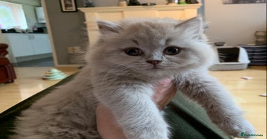 British Longhair cats - Advert 1