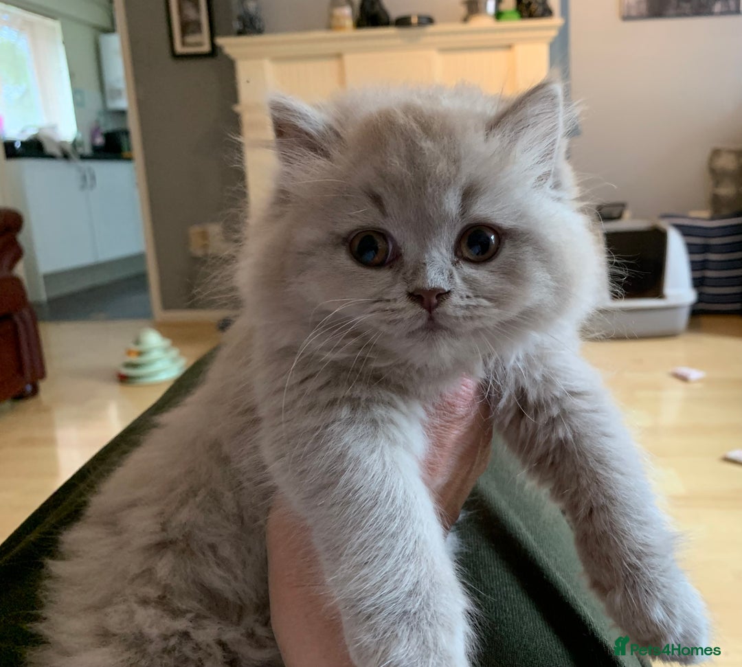 British Longhair cats for sale: BRIRISH long hair kittens - Image 3