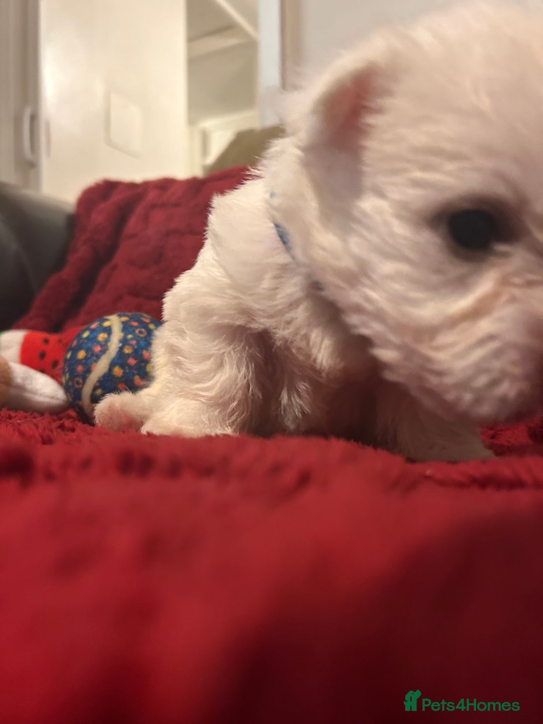 West Highland Terrier dogs for sale: West highland puppies - Advert 23