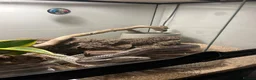 Corn Snake reptiles for sale: Adult Corn Snake & Full Setup - Advert 5