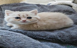 British Shorthair cats for sale: Rare Cream Kitten Ready For New Home - Image 10