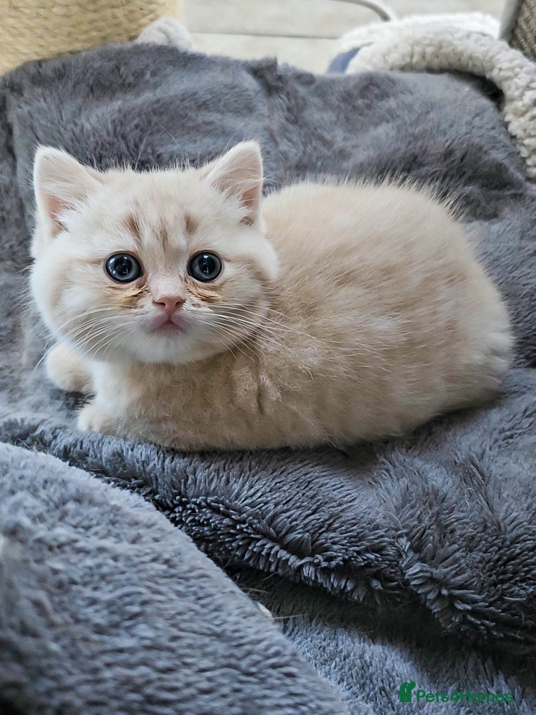 British Shorthair cats for sale: Rare Cream Kitten Ready For New Home - Image 10