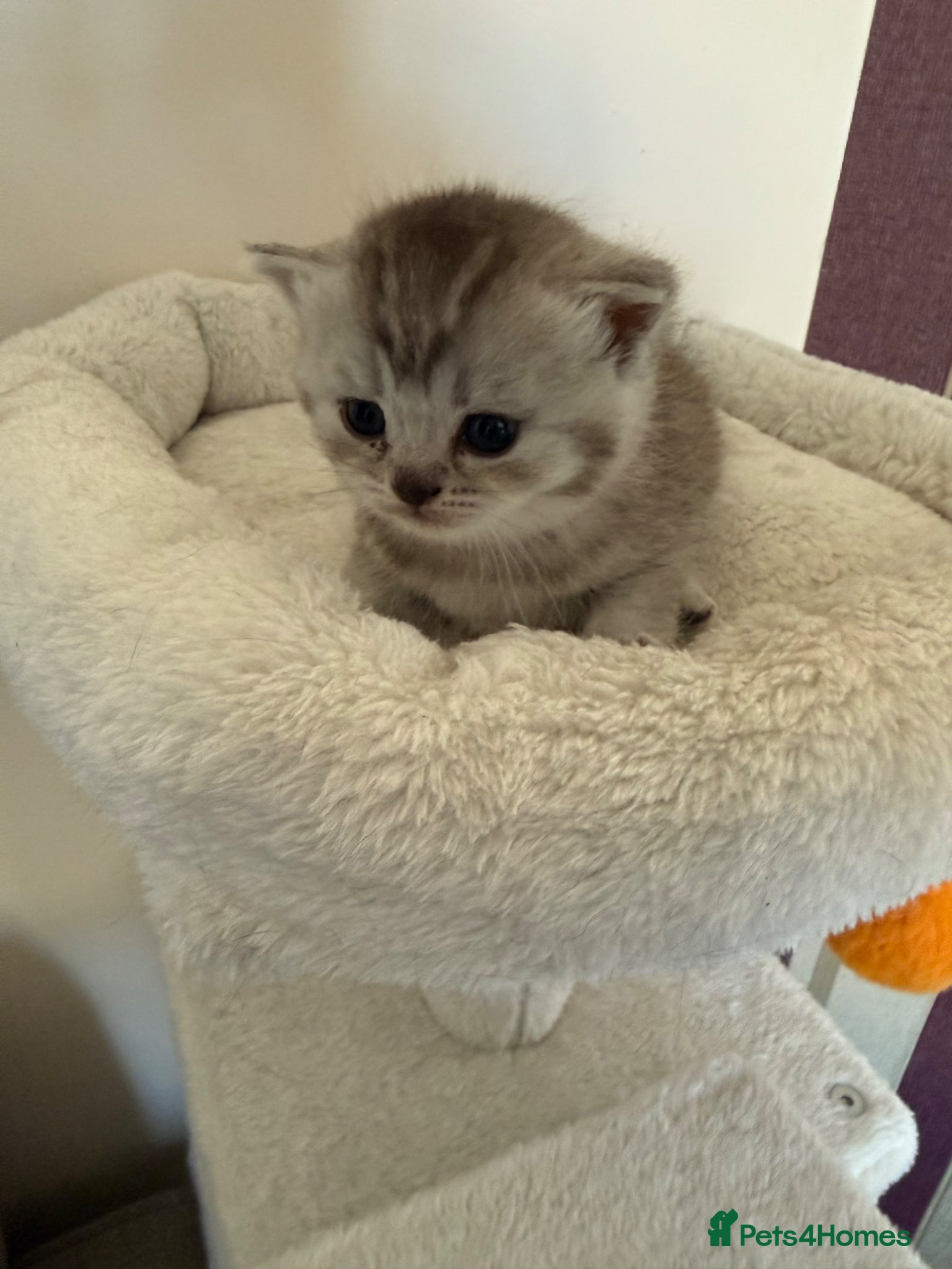 British Shorthair cats for sale: British Shorthair kittens - Advert 20
