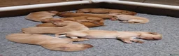 Mixed Breed dogs for sale: Fox red lab x sprocker spaniel pups in Stafford - Advert 12