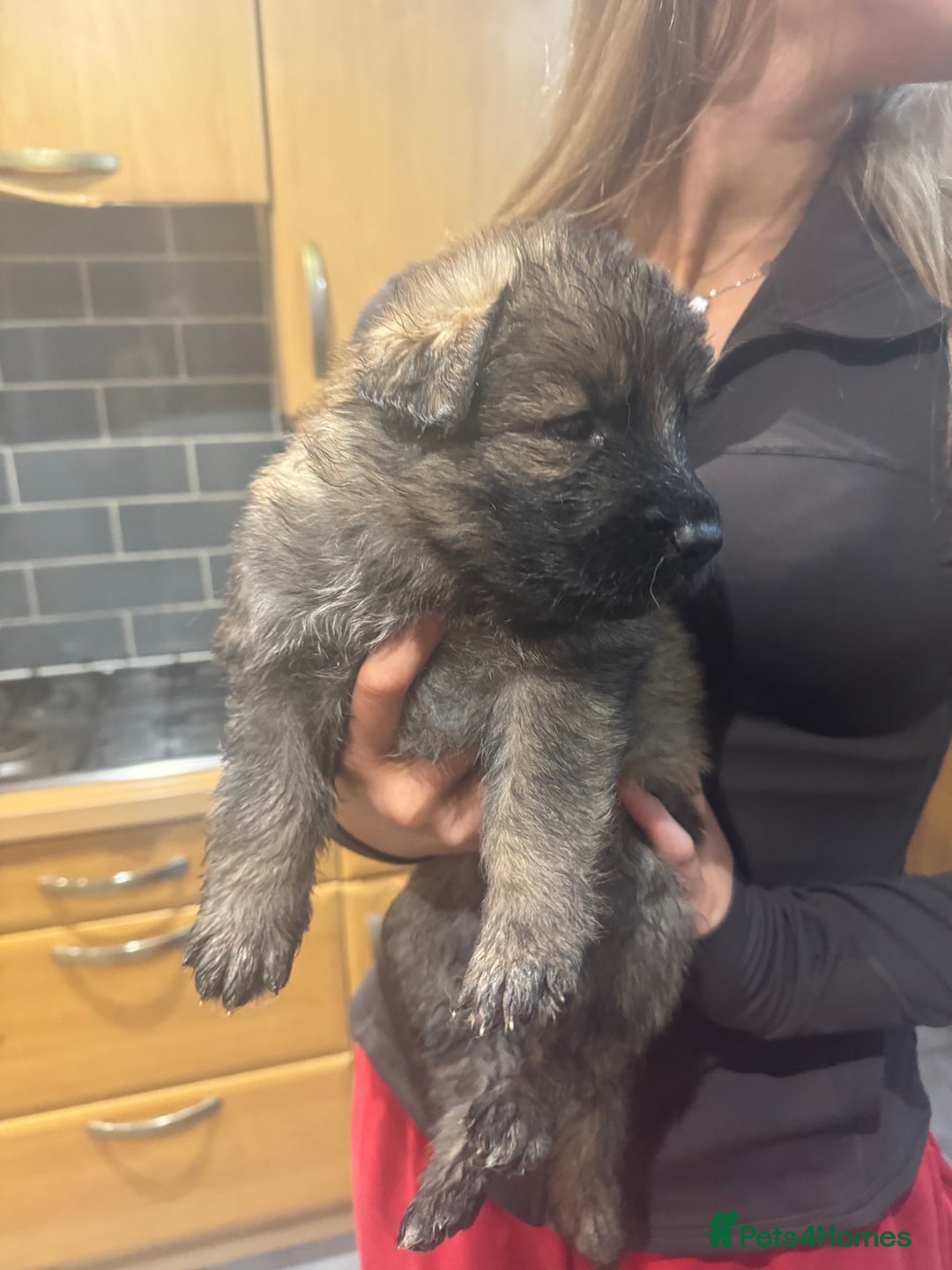 German Shepherd dogs for sale: Rockforce Long Haired German Shepherd Puppies - Advert 4