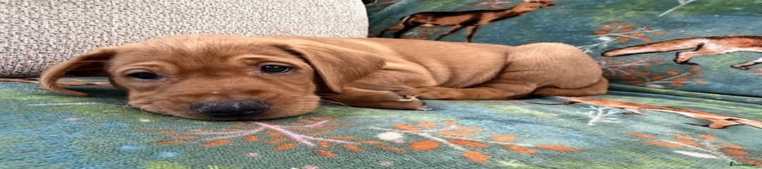 Scrabble - Red Collar