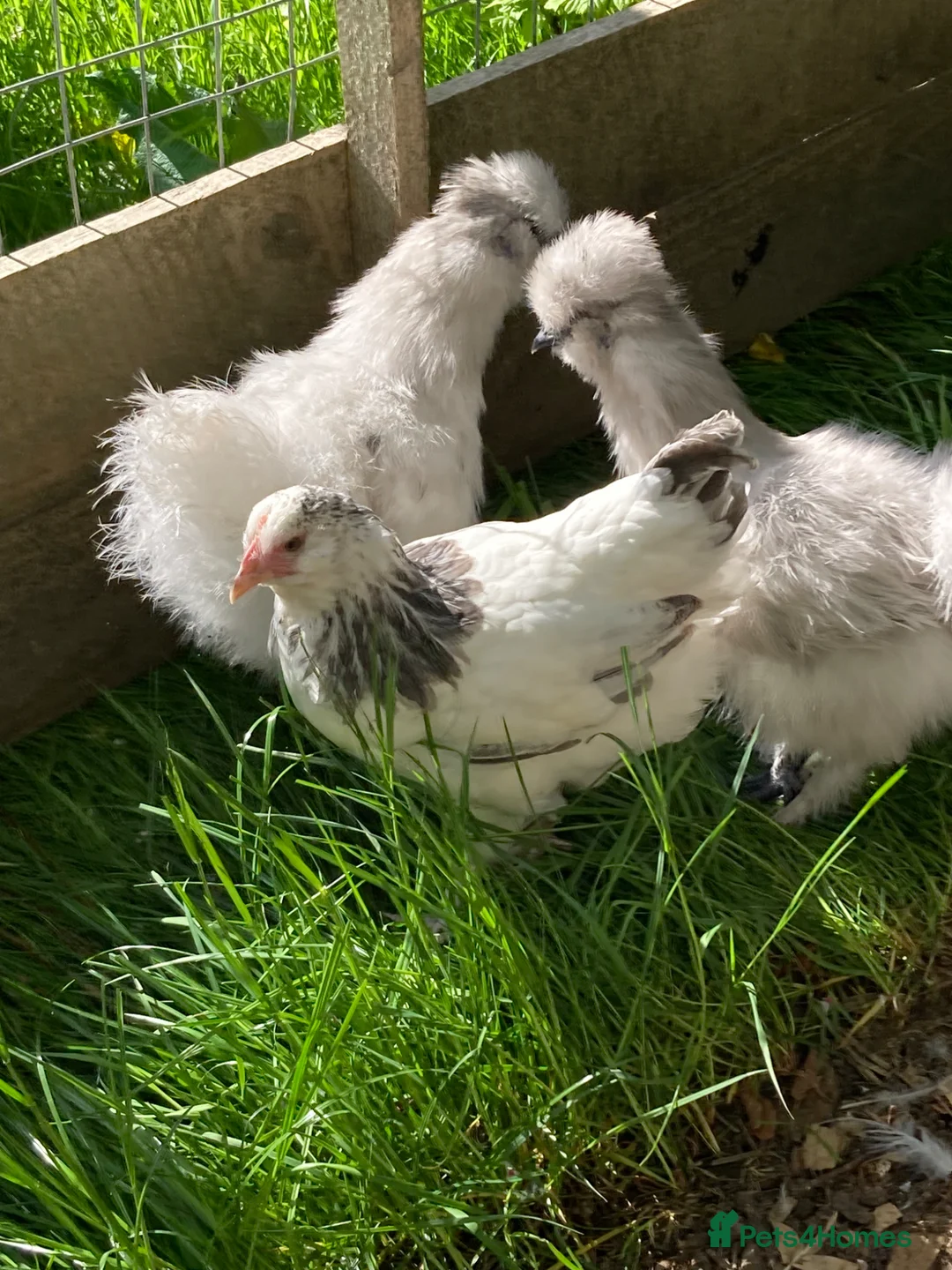 Chickens poultry for sale: 2 Light Sussex hen x gold top cockerel hens - Advert 2