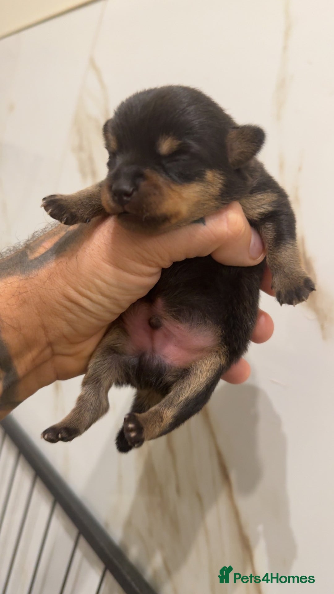 Miniature Dachshund dogs for sale: ** MINIATURE DACHSHUND BOYS ** - Advert 3