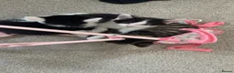 Mixed Breed cats for sale: 2 Black and white kittens for sale  - Advert 11