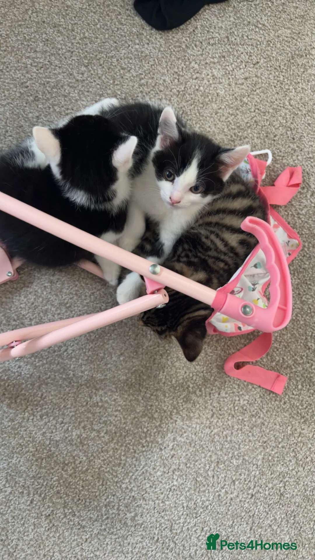 Mixed Breed cats for sale: 2 Black and white kittens for sale  - Advert 11
