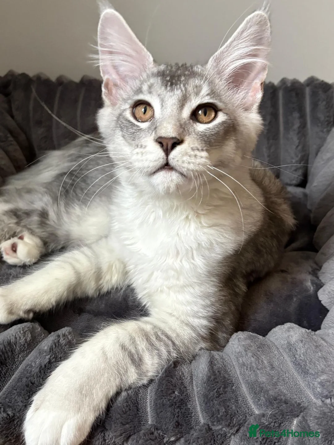 Maine Coon cats for sale: XL Maine Coon Kittens for Sale – TICA Reg - Advert 11