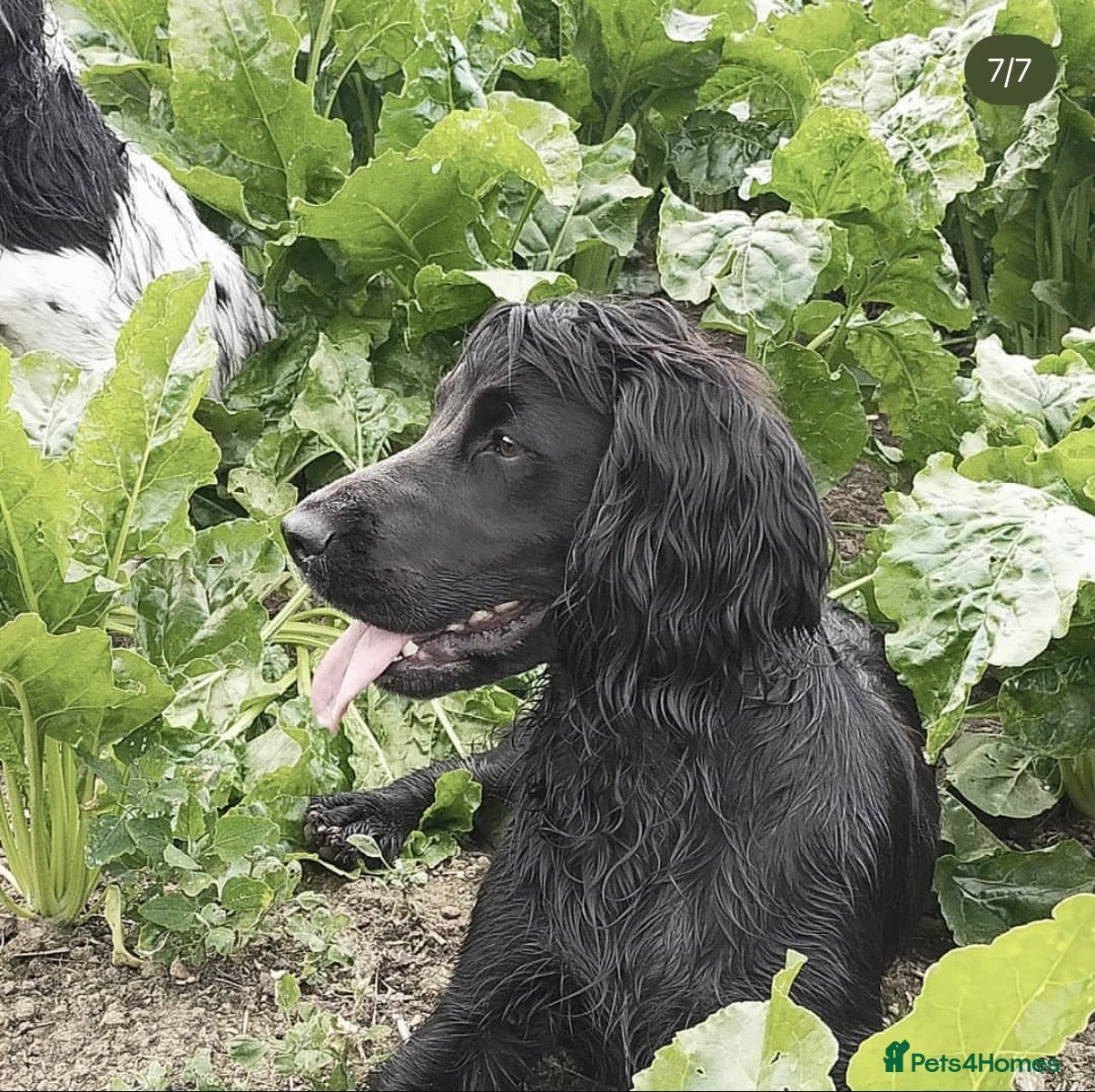 Cocker Spaniel dogs Working Cocker Spaniel Pups - Advert 2
