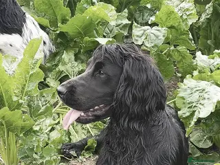 Cocker Spaniel dogs Working Cocker Spaniel Pups - Advert 1
