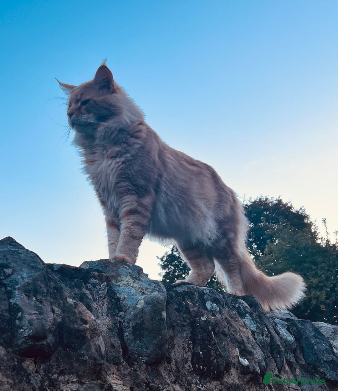 Maine Coon cats for sale: Stunning Maine Coon cross kittens - Advert 9