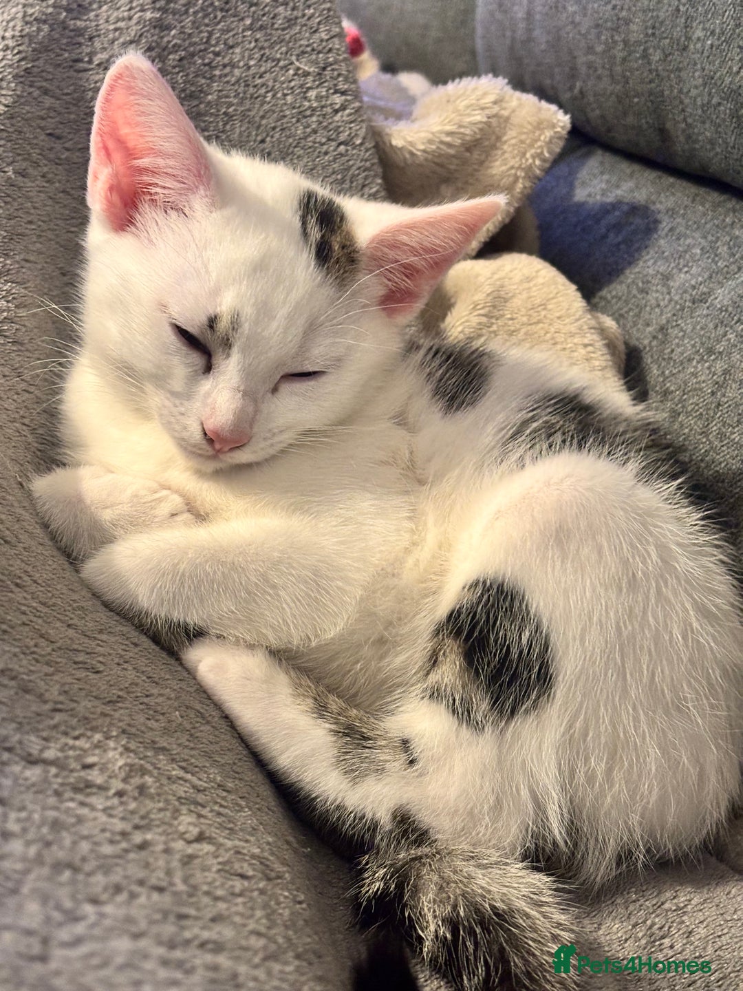 Domestic Shorthair cats for sale: Kittens 2 boys and 1 girl - Advert 4