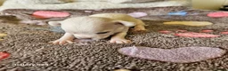 Chihuahua dogs for sale: Very Small chihuahua puppies  - Advert 7