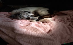 Mixed Breed dogs for sale: ❤️🐶🐾Beautiful Jackapoo & Maltipoo puppies 🐾🐶❤️ - Image 11