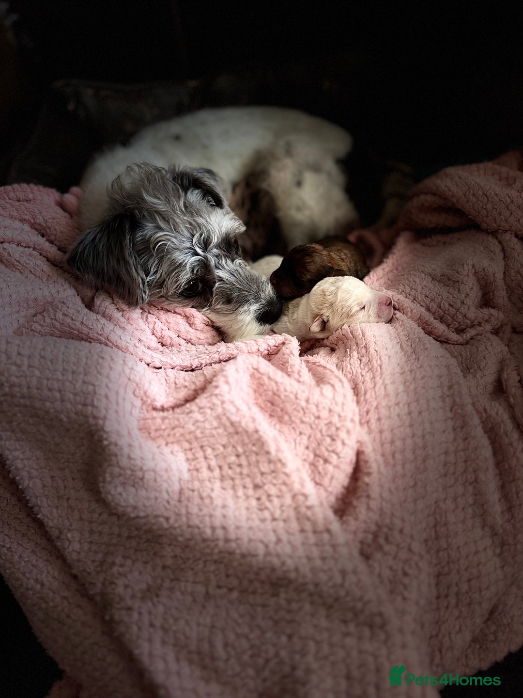 Mixed Breed dogs for sale: ❤️🐶🐾Beautiful Jackapoo & Maltipoo puppies 🐾🐶❤️ - Image 11