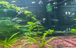 Plecos fish for sale: Plecos for sale - Image 3