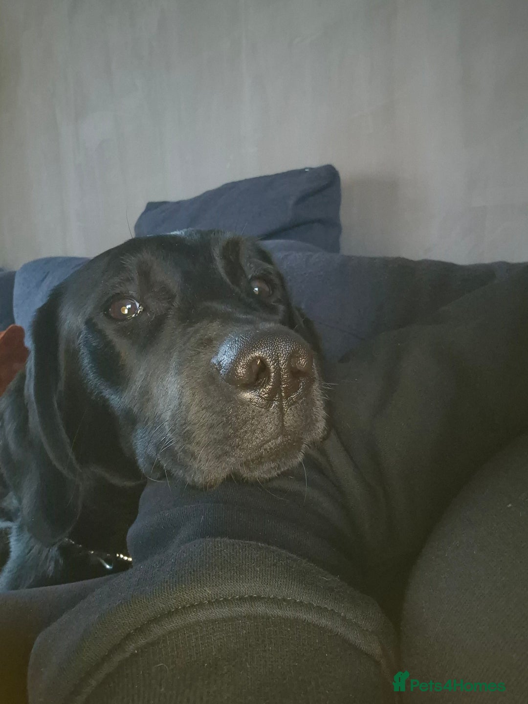 Labrador Retriever dogs for sale: Black labrador - Advert 3