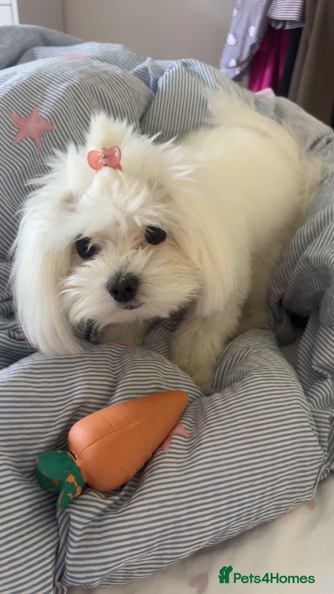 Maltese dogs for sale: Maltese Boy for sale - Advert 2