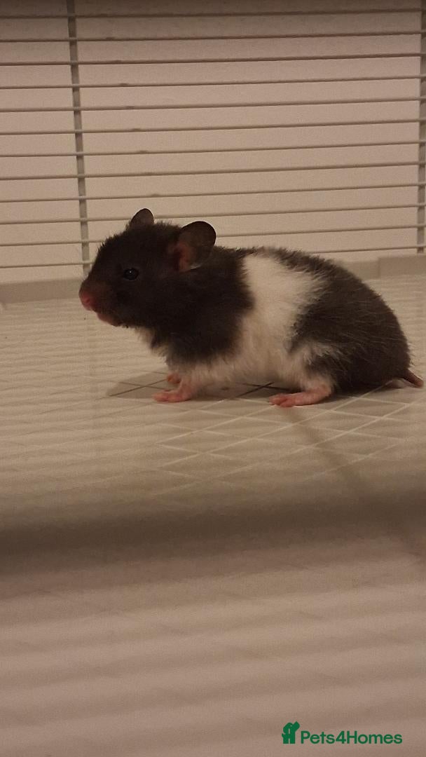 Hamster rodents Baby syrian hamsters - Advert 1