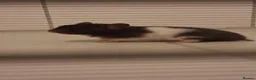 Hamster rodents for sale: Baby syrian hamsters - Advert 1