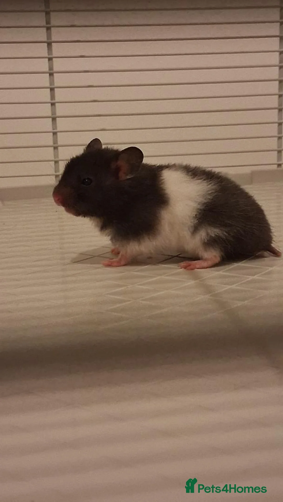 Hamster rodents for sale: Baby syrian hamsters - Advert 1
