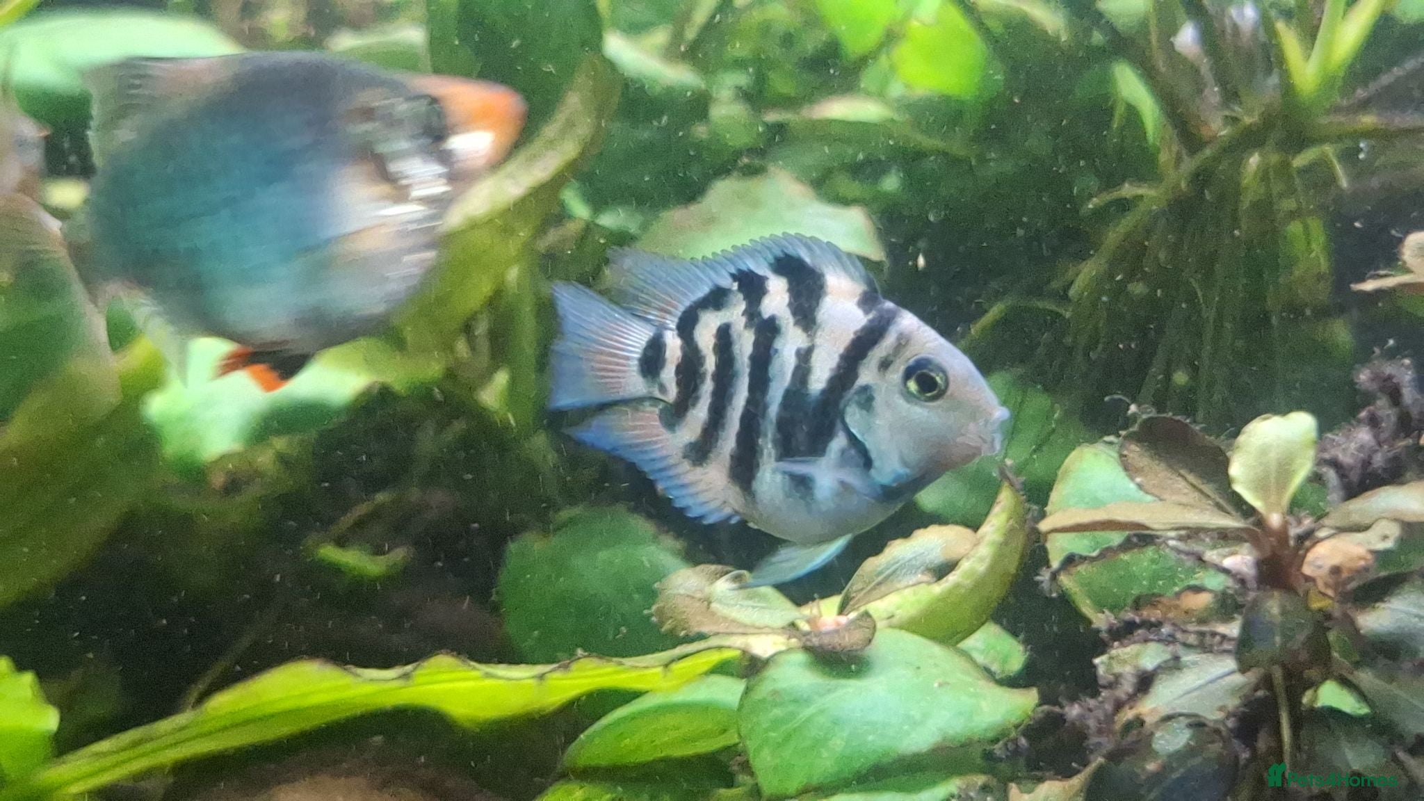 Cichlids fish Polar blue parrot fish - Advert 2