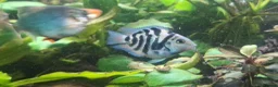 Cichlids fish for sale: Polar blue parrot fish - Advert 1