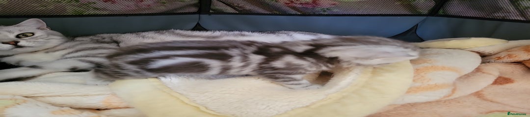 British Shorthair Kitten 3