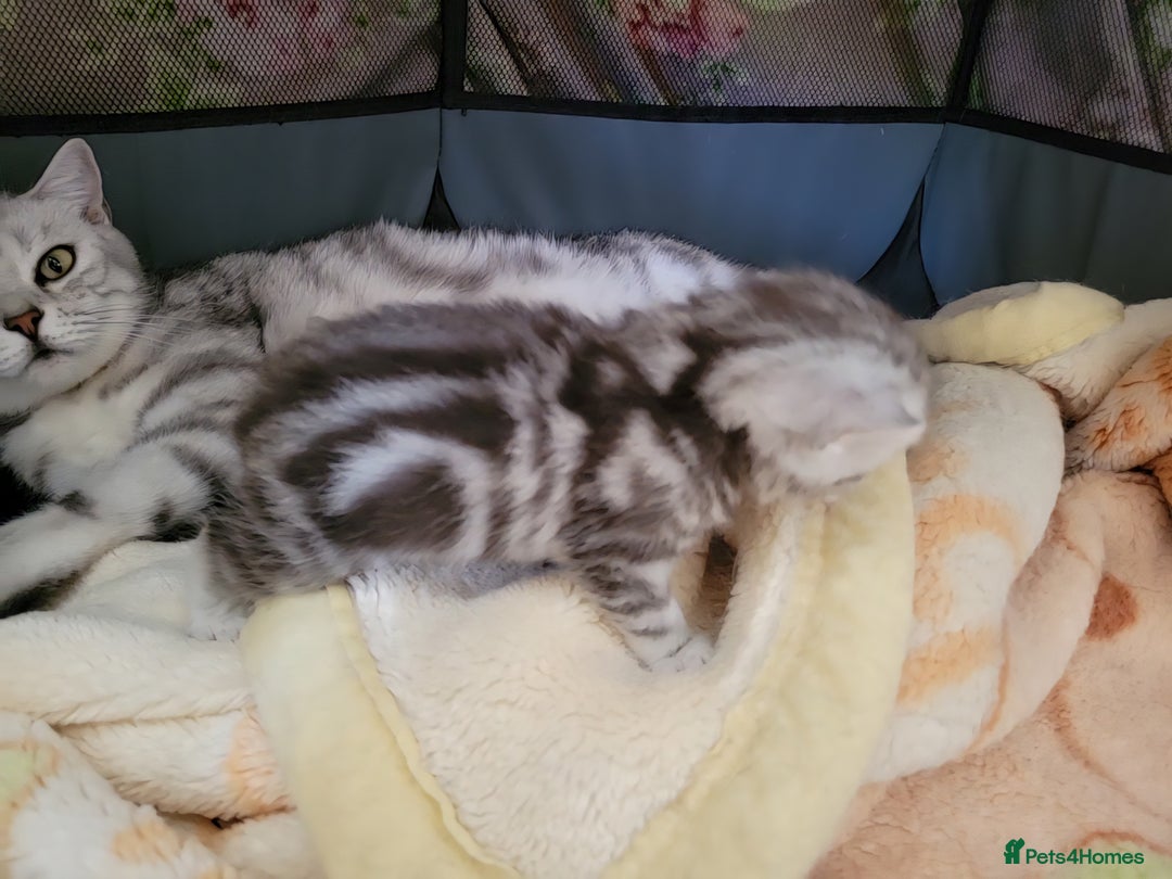 British Shorthair cats for sale: British Shorthair Silver Tabby  - Image 12
