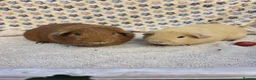 Guinea Pig rodents for sale: Guinea pig boars pet homes  in Lowestoft - Advert 4