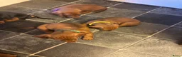 Dachshund dogs for sale: 6 dachshund puppies - 4 boys & 2 girls - Advert 16