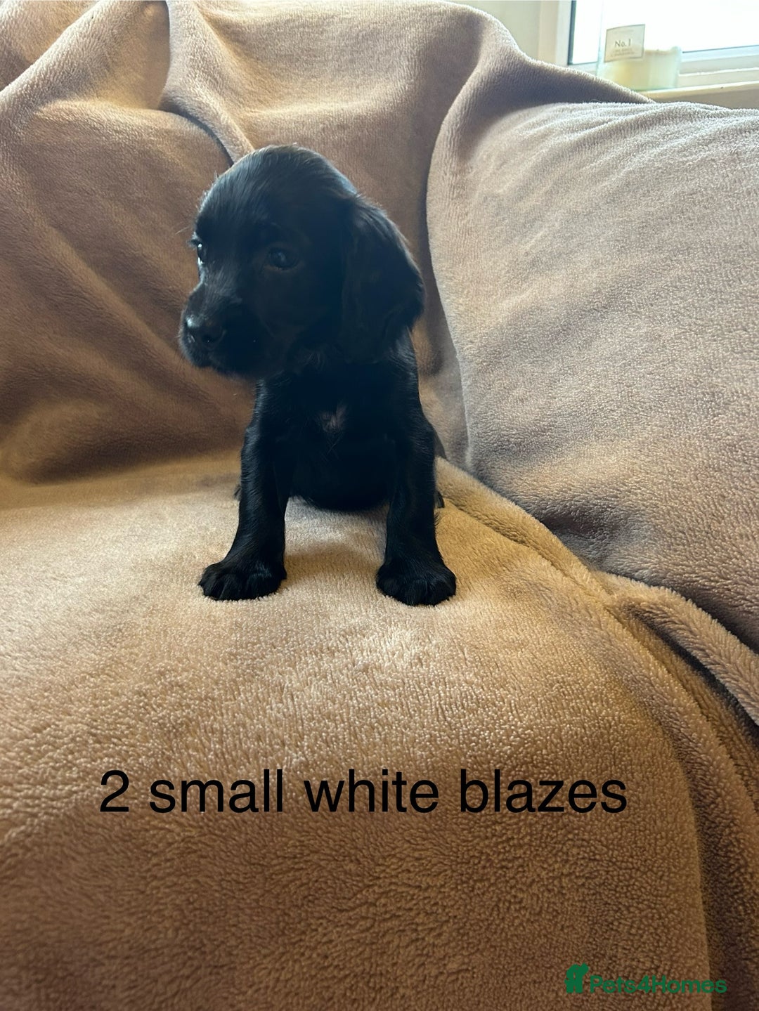 Cocker Spaniel dogs for sale: Cocker spaniel puppies - Image 1