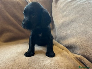 Cocker Spaniel dogs for sale - Advert 1