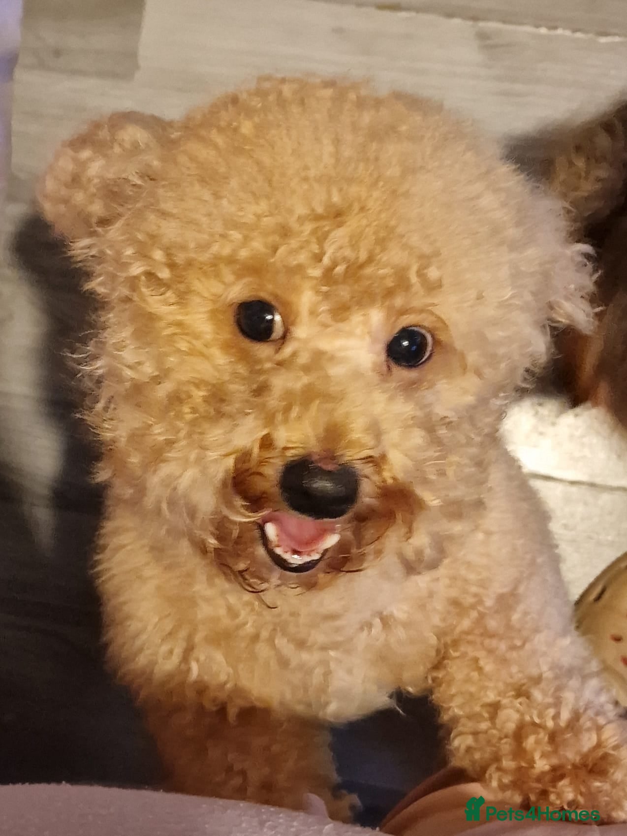 Poochon dogs F1b Toy Poochon pups - Advert 5