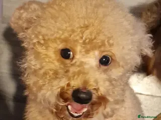 Poochon dogs F1b Toy Poochon pups - Advert 5