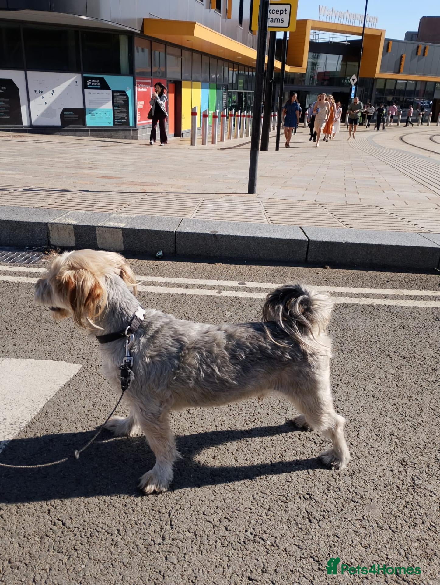 Yorkshire Terrier dogs Ben is a lovely male, and needs rehoming - Advert 1